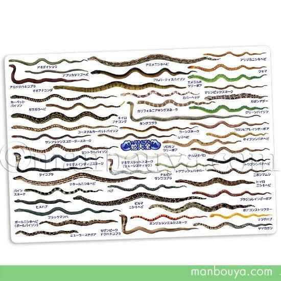 A4サイズ 下敷き ヘビ 蛇 図鑑 爬虫類 文房具 ザ・アクセス ヘビ