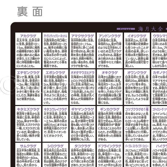 A4サイズ下敷き】クラゲグッズ◇おもしろ文房具◇くらげの図鑑◇海月