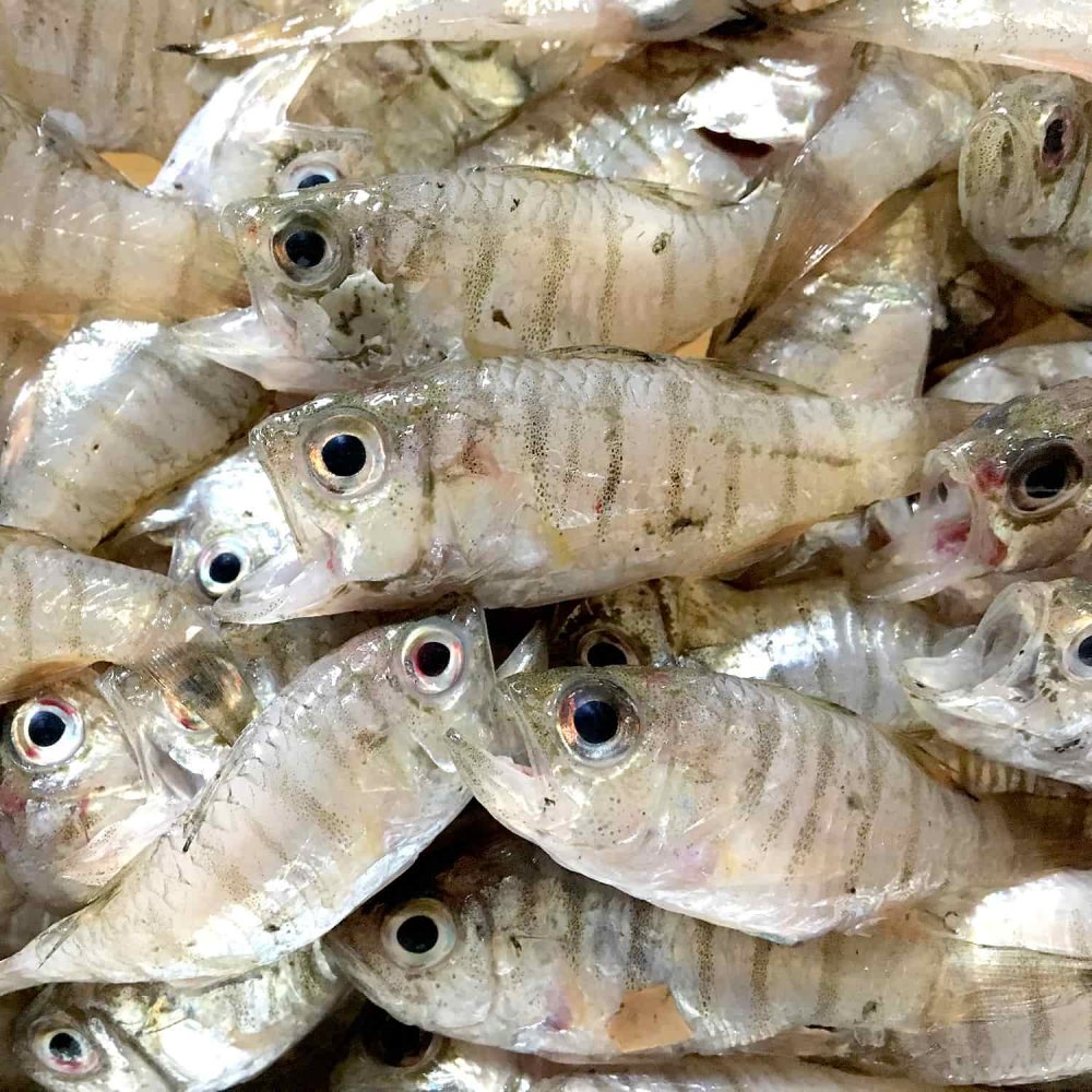 ねぶとのふりかけ / 瀬戸内産ネブト使用の小魚ふりかけ  ぬまくま夢工房 通販