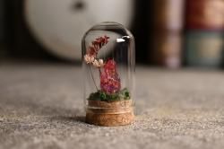 Drago ChiaroGardenium  B
