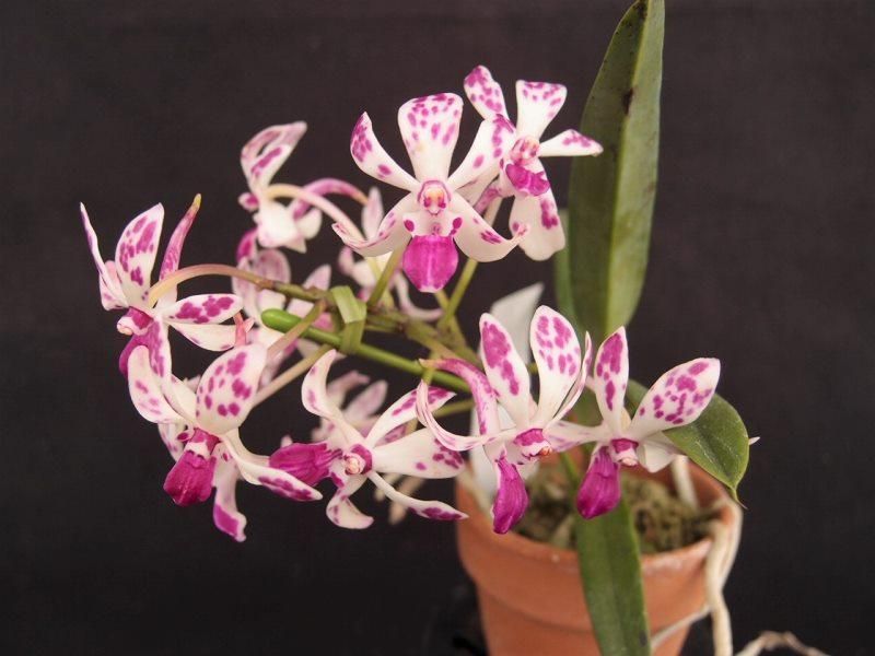 風蘭交配ピンキー Vandachostylis Pinky 古都奈良の洋蘭専門店 大和洋らんセンター 風蘭交配ピンキー Vandachostylis Pinky 古都奈良の洋蘭専門店 大和洋らんセンター
