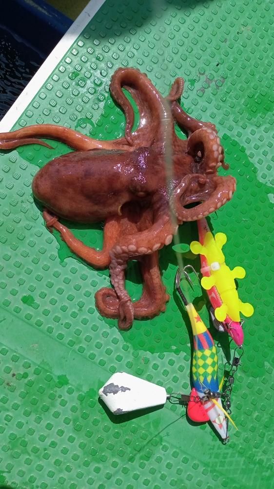 楽天市場】アシスト工房 タコの恋人 （和田虫【スリム】） 蛸