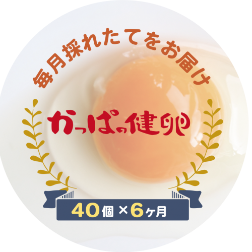 かっぱの健卵 40個入6ヶ月定期宅配コース 送料無料 エサにこだわった安心安全たまご 北海道ぴっぷ産 かっぱの健卵 生産 販売 大熊養鶏場の卵 たまご 通販ショップ