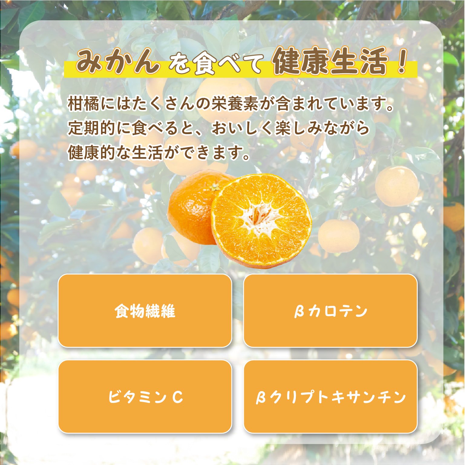 旬のみかん定期お届け便