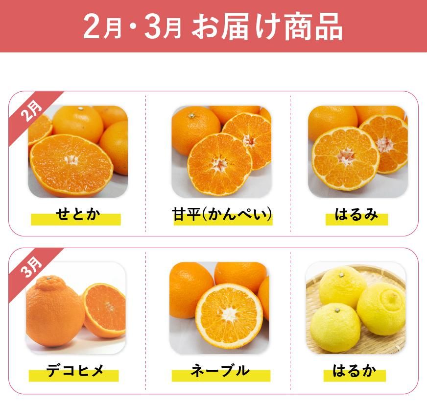 旬のみかん定期お届け便