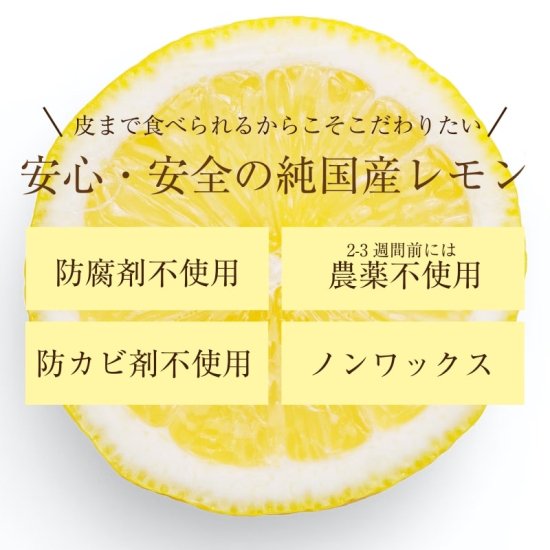 国産】レモン 約4.5kg 旬のみずみずしいレモンを愛媛からお取り寄せ