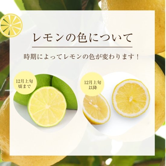 国産】レモン 約4.5kg 旬のみずみずしいレモンを愛媛からお取り寄せ