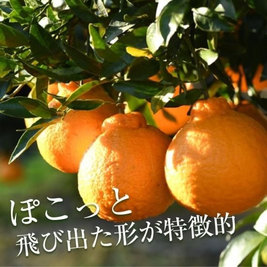 ��ͽ���ʡۥǥ��ҥ� �ڿ�ʪ�ѡ���7kg