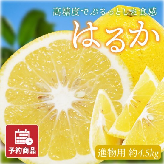 はるか【進物用】約9kg 旬の甘くておいしいみかんをお取り寄せ