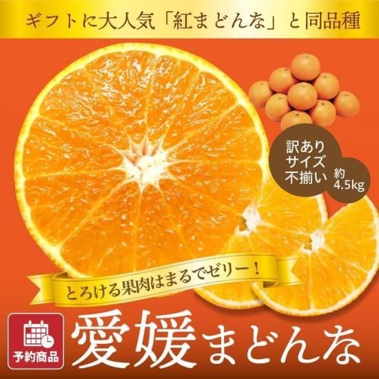 【予約商品】会員様限定価格 愛媛まどんな【訳あり・サイズ不揃い】約4.5kg