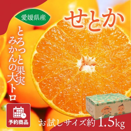 ͽʡۤȤڤ1.5kg 50