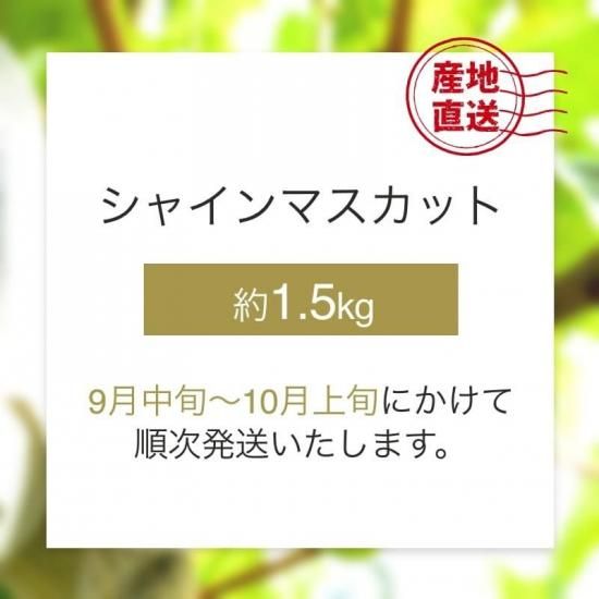 ͽʡۡ1000߰ϸû֤ɤ 㥤ޥå  1.5kg ʥ