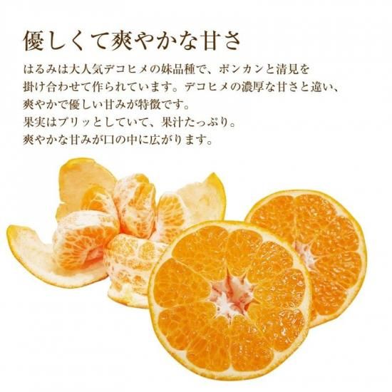 【予約商品】はるみ 【進物用】約7kg