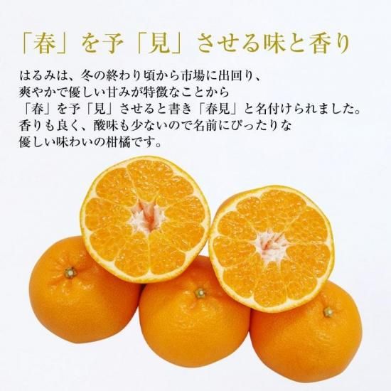 【予約商品】はるみ 【進物用】約7kg