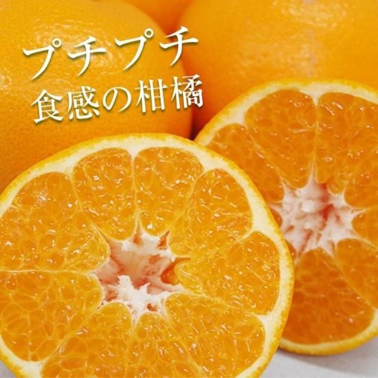 【予約商品】はるみ 【進物用】約7kg