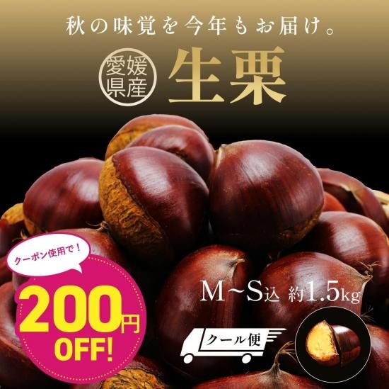 生栗(皮付き) M~S込 【お試し】約1.5kg(クール代込み) ほっこり
