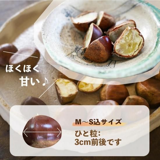 くまくま梨江様　生栗　2キロ　クール便 茨城県産 生栗 約2キロ 2Lサイズ 送料無料 大粒栗 和栗 くり