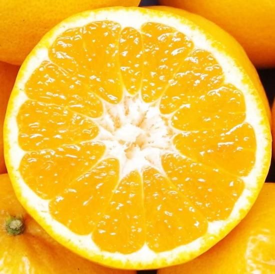 ͽʡۥϥҥڤ1.5kg 