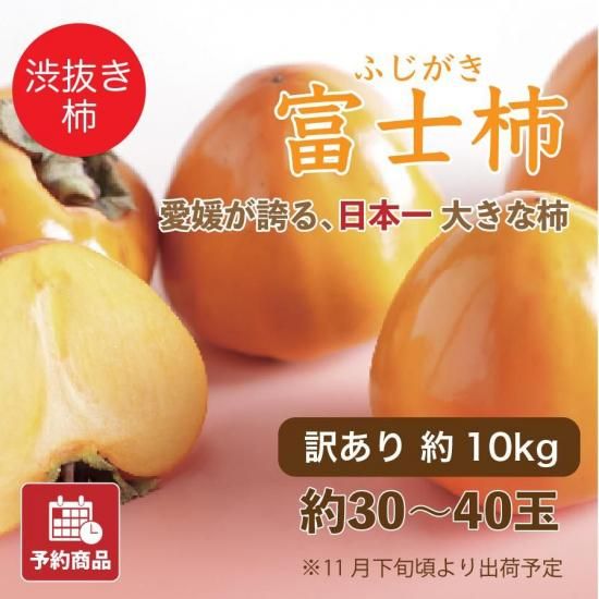 【予約商品】会員様限定価格 【愛媛八幡浜特産】 富士柿 訳あり 約10kg 約30~40玉 (11月下旬頃出荷予定)