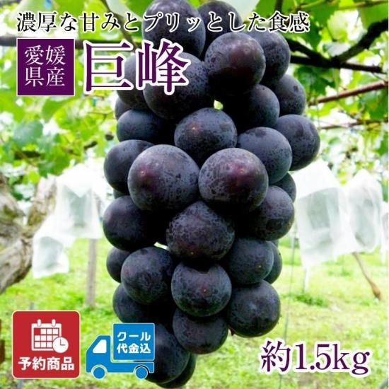ͽʡۡڥݥѤ500߰ϸû֤ɤ 1.5kg ʥ