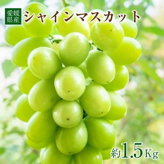 佪λϸû֤ɤ 㥤ޥåȡ1.5kg ʥ