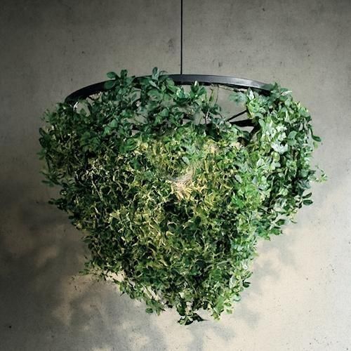 DI CLASSEǥå/ȥ꡼ڥȥץߥ˥ե쥹ƥ490mmۥᥤ-ǥʡȶN PLUS