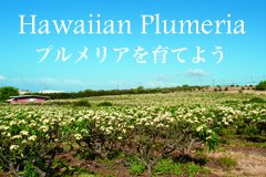 ハワイアングリーン：プルメリアの通販