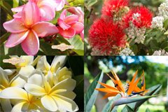 ハワイの花と植物の育て方とハワイでのお話の図鑑