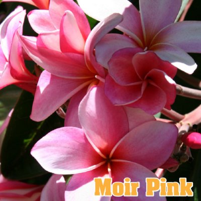 <img class='new_mark_img1' src='https://img.shop-pro.jp/img/new/icons29.gif' style='border:none;display:inline;margin:0px;padding:0px;width:auto;' />Maui Plumeria GardenMoir Pink⥤䡼 ԥ󥯡ΥץꥢȭϡHGPL-256H