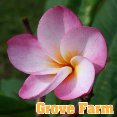 ץꥢGrove FarmΥ֥եȭHGPL-267<img class='new_mark_img2' src='https://img.shop-pro.jp/img/new/icons26.gif' style='border:none;display:inline;margin:0px;padding:0px;width:auto;' />