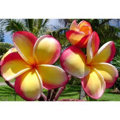 Maui Plumeria GardenIntense Rainbowƥ󥹥쥤ܡΥץꥢȭϡHGPL-170H<img class='new_mark_img2' src='https://img.shop-pro.jp/img/new/icons26.gif' style='border:none;display:inline;margin:0px;padding:0px;width:auto;' />