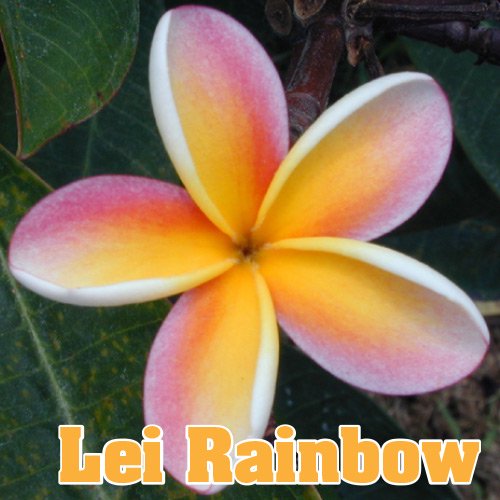 Maui Plumeria Garden】Lei Rainbow／レイレインボー［プルメリア
