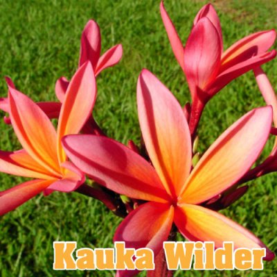 Maui Plumeria GardenKauka Wilder 磻ΥץꥢȭϡHGPL-262H<img class='new_mark_img2' src='https://img.shop-pro.jp/img/new/icons26.gif' style='border:none;display:inline;margin:0px;padding:0px;width:auto;' />