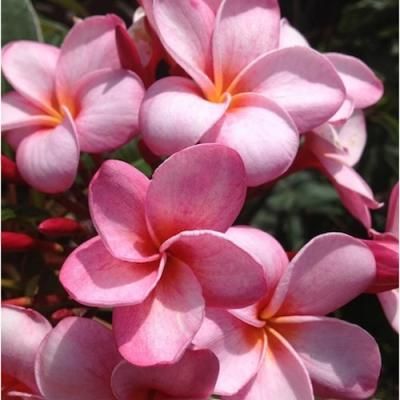 <img class='new_mark_img1' src='https://img.shop-pro.jp/img/new/icons29.gif' style='border:none;display:inline;margin:0px;padding:0px;width:auto;' />Maui Plumeria GardenPink Martini ԥ󥯥ޥƥˡΥץꥢȭϣȭHGPL-304H