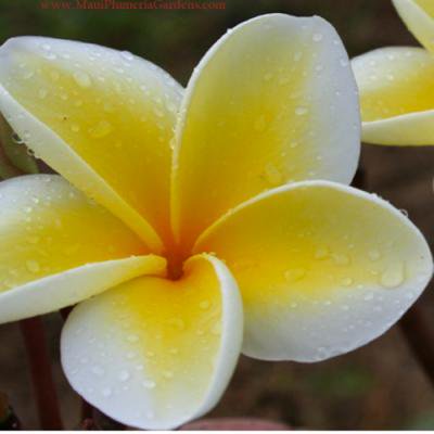 Maui Plumeria GardenMoililli Gold/⥤ꥤꥴɡΥץꥢȭϡHGPL-298H<img class='new_mark_img2' src='https://img.shop-pro.jp/img/new/icons25.gif' style='border:none;display:inline;margin:0px;padding:0px;width:auto;' />