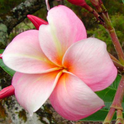 Maui Plumeria GardenTillie Hughesƥ꡼ ҥ塼ΥץꥢȭϡHGPL-315H<img class='new_mark_img2' src='https://img.shop-pro.jp/img/new/icons25.gif' style='border:none;display:inline;margin:0px;padding:0px;width:auto;' />
