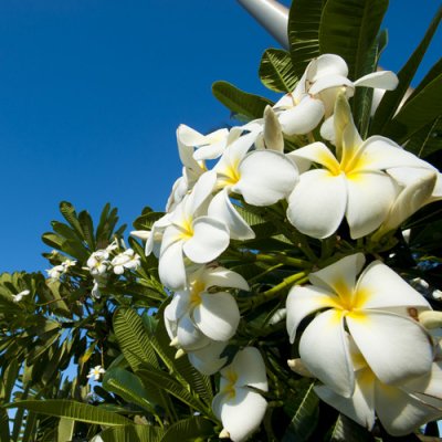 Maui Plumeria GardenSingapore 󥬥ݡΥץꥢȭ(5ȭ)ϡHGPL-401H