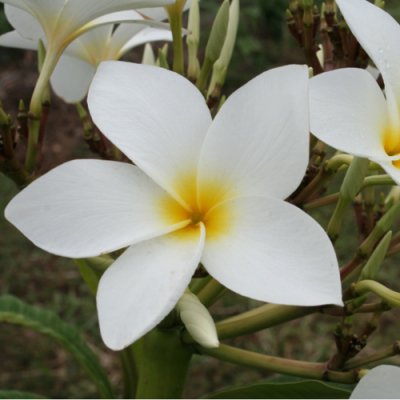 Maui Plumeria GardenSan Germain ޥΥץꥢȭϡHGPL-310H<img class='new_mark_img2' src='https://img.shop-pro.jp/img/new/icons25.gif' style='border:none;display:inline;margin:0px;padding:0px;width:auto;' />