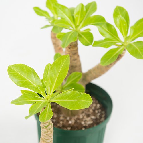 ブリガミア インシグニス (alula/アルラ) 5寸プラ鉢 - 植物/観葉植物