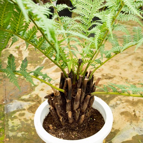 ディクソニア　シダ植物　80センチフラワー・ガーデニング