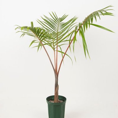 パームツリー・ヤシPalm Tree - サーフィン用品、サーフDVD、スケート