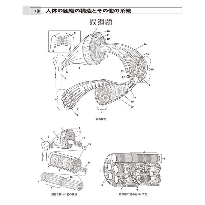 最新カラーリングブック　筋骨格系の解剖学 | ヨガ書籍　Global Yoga Style
