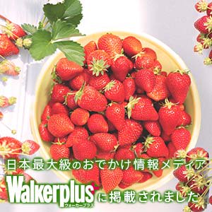 Walkerplus˷Ǻܤޤ