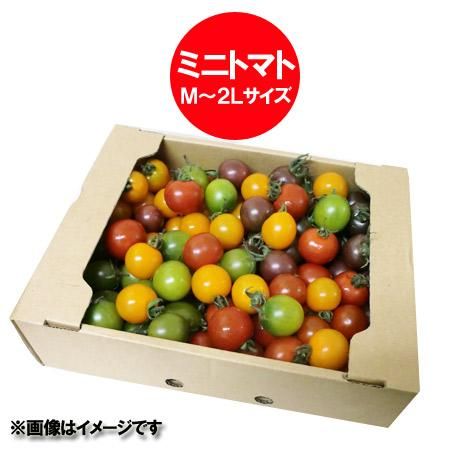 訳あり 送料無料 ミニトマト 北海道 ミニトマト M 2lサイズ混合 計 2kg 2キロ 価格 2980円 トマト とまと 無撰別 品種 千果又はほれまる オレンジ千果 トスカーナバイオレッド みどりちゃん