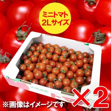 ミニトマト 送料無料 北海道 ミニ トマト 2lサイズ 4kg 4キロ 価格 40円 トマト とまと 品種 キャロル