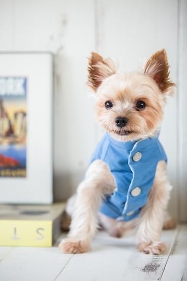 美品プエルト　リバーシブルのダウン ネバーリバーシブルダウンベスト（3色9サイズ展開） - 犬服のPUERTO