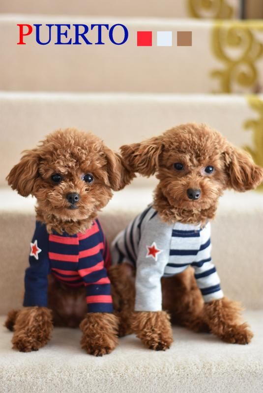 犬服puertoプエルトマロンボーダーカットソー 犬服puertoプエルトマロンボーダーカットソー
