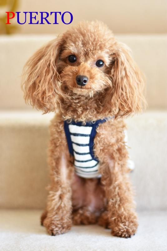 Ann Demeulemeester　犬タンクトップ Ann Demeulemeester 犬タンクトップ