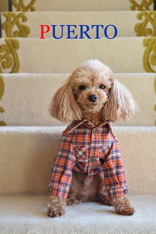 プエルト 犬 服 コレクション