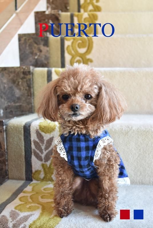 ●GW限定SALE● ペットアポルテ　ツイードワンピース 検/itdogs 犬服 PUERTO プエルト GG MADE IN TOKYO.
